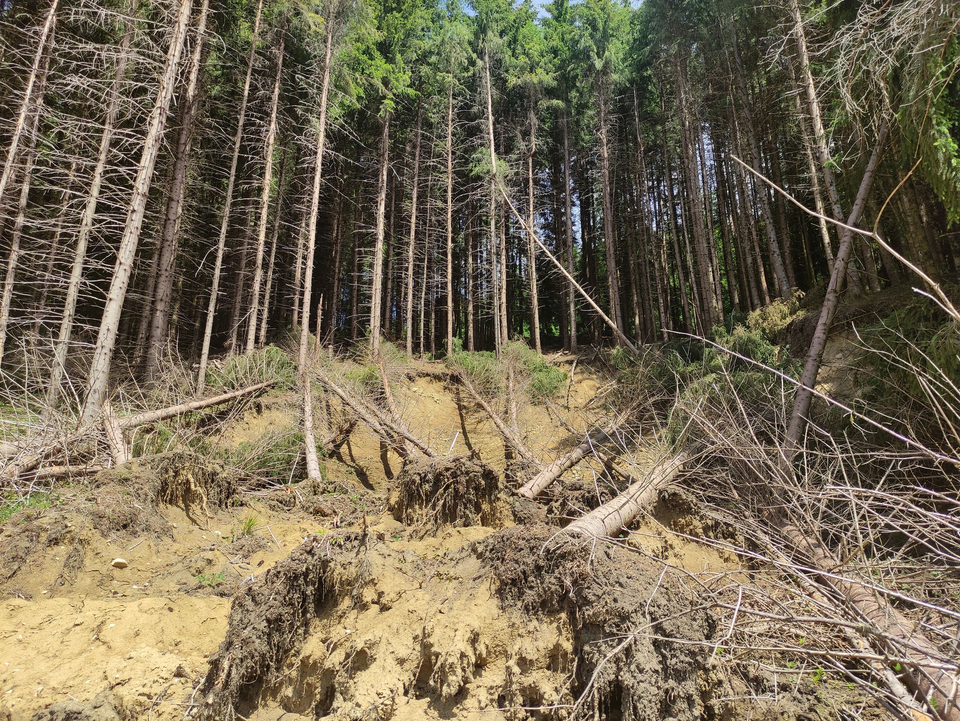 Glissement de terrain dans une pinède.
