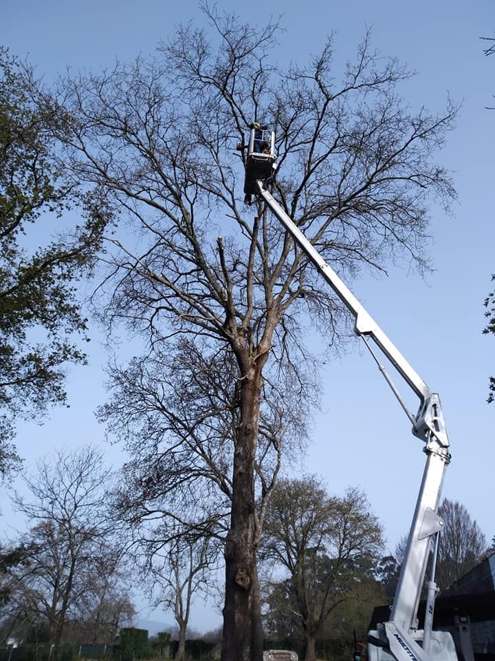 Hombre en un elevador aéreo podando un árbol alto en un patio en un día soleado.