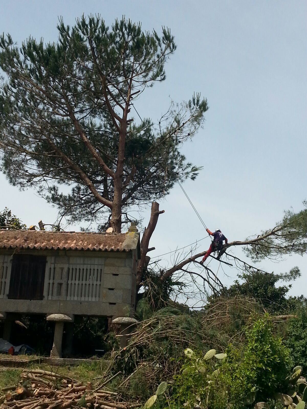 Unos escalones de piedra con barandillas ascienden a través de un parque verde y frondoso.