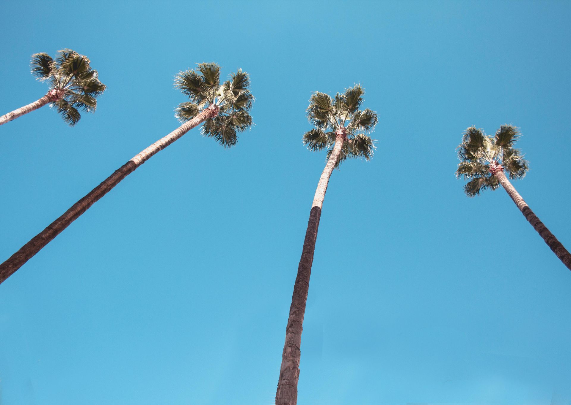 Cuatro palmeras altas contra un cielo azul claro y brillante.