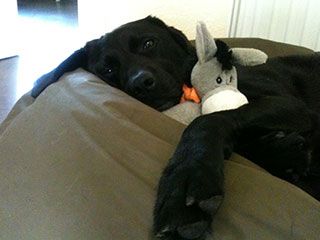 Textilservice und Berufskleidung Heinz Holst GmbH Piel Extras 02