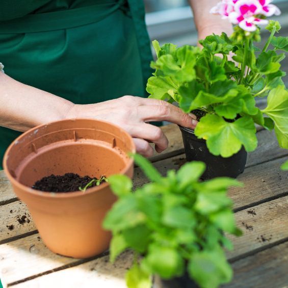 Una persona está plantando flores en macetas sobre una mesa.