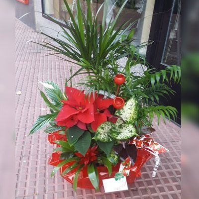 Una planta en maceta con una flor de Pascua y otras plantas en ella.