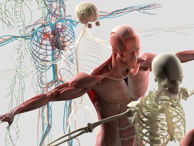 Anatomie - Physiologie - Pathologie / Cycle 1 - Atlas & Bien-être