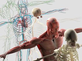Anatomie cycle 1 - Atlas & Bien être à Renens
