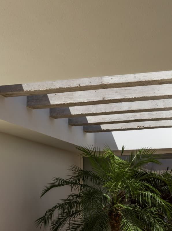 Una palmera está sentada debajo de una pérgola de madera.