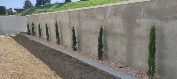 In einem Garten ist eine Reihe schlanker, grüner Bäume entlang einer Betonmauer gepflanzt, an deren Basis brauner Kies liegt.