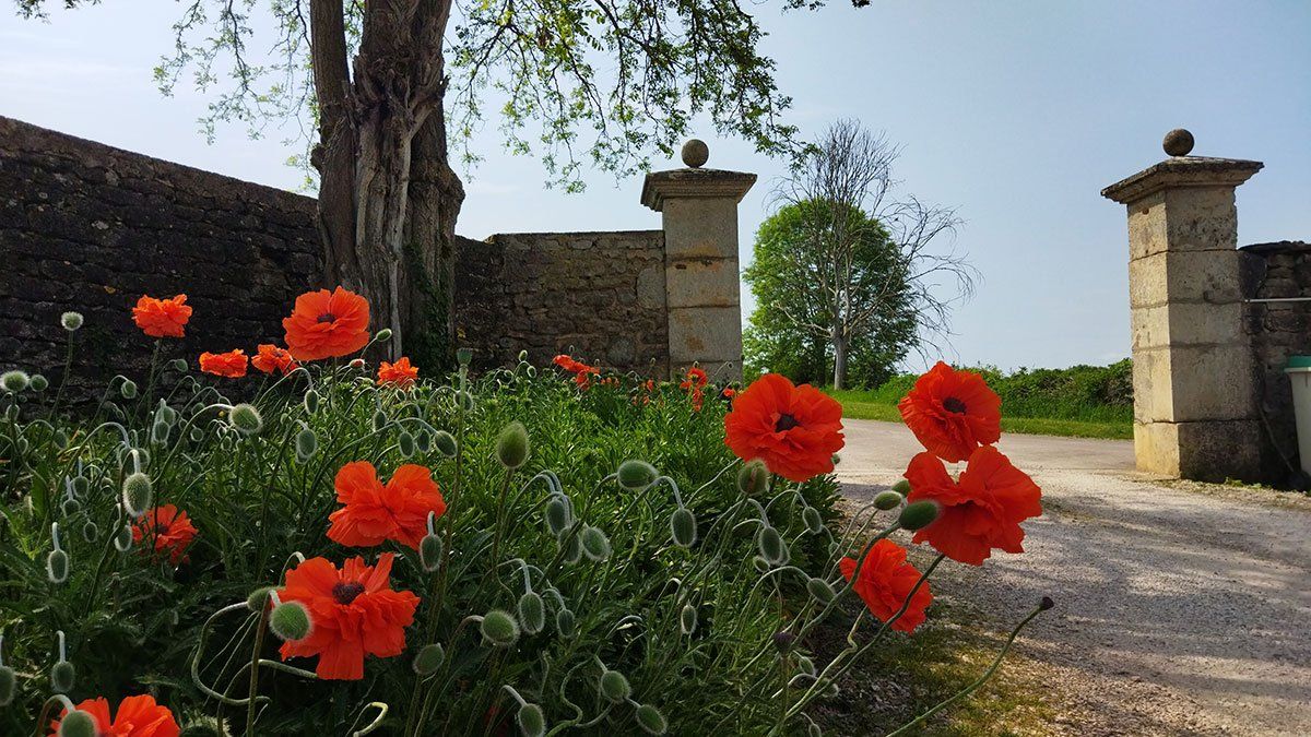 Focus sur des coquelicots