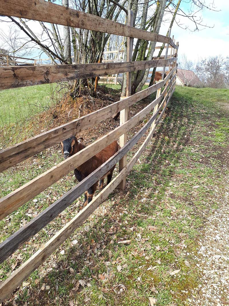 Focus sur une chèvre dans son enclos
