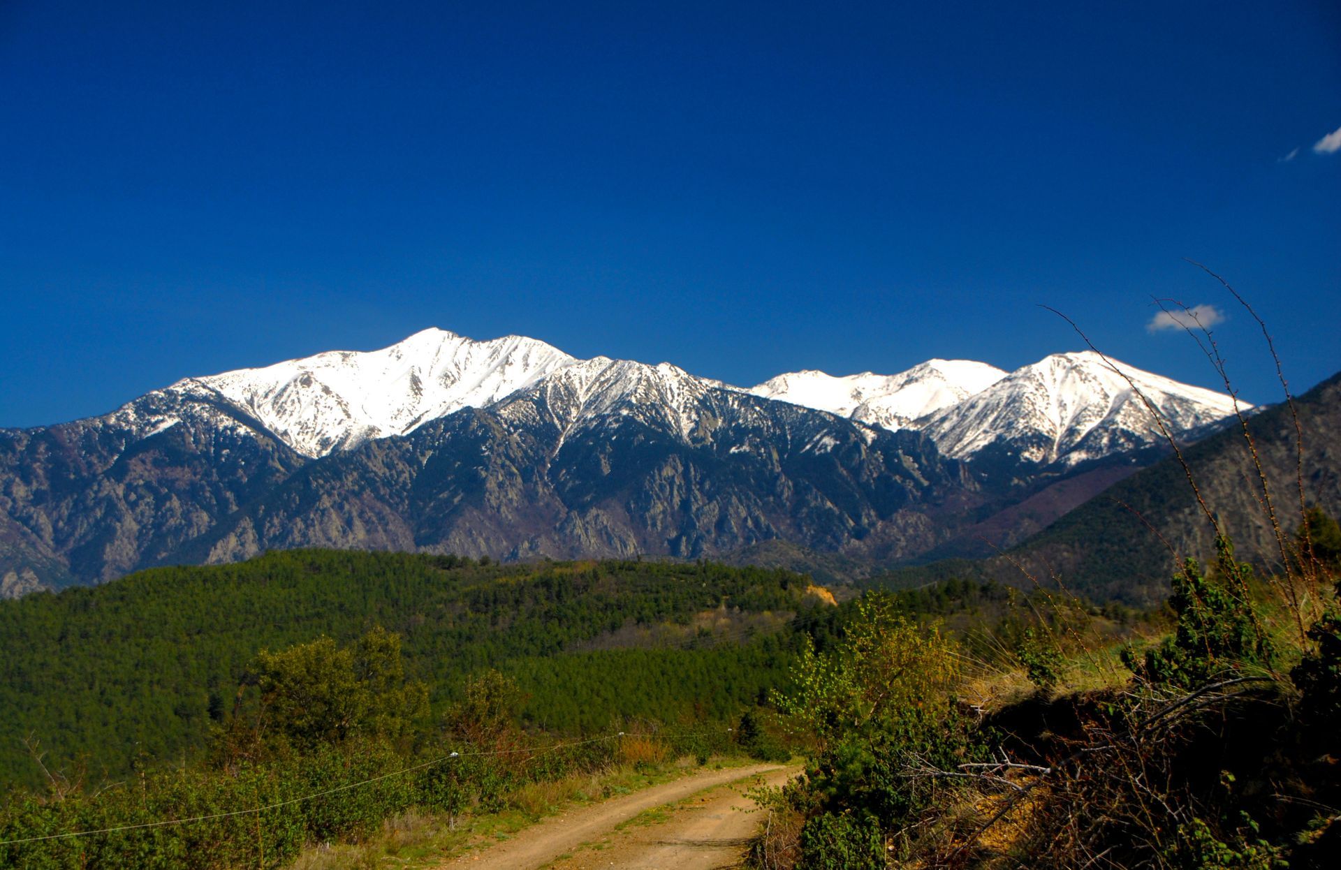 Des montagnes enneigées se dressent au-dessus d'une forêt verdoyante.
