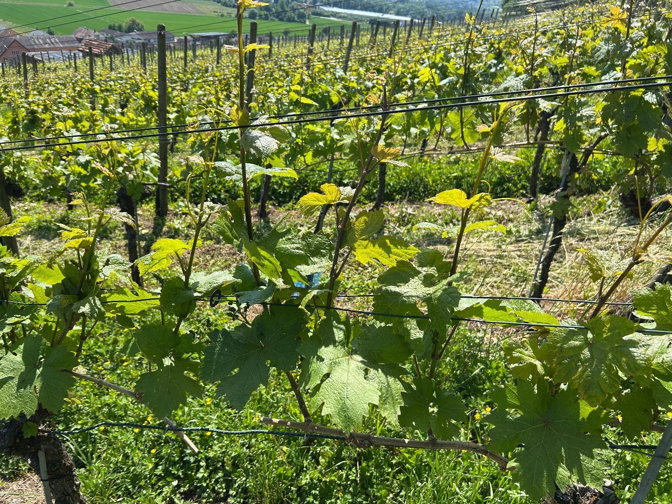 Weinberg im Vordergrund, Stadt und Berge in der Ferne unter blauem Himmel.