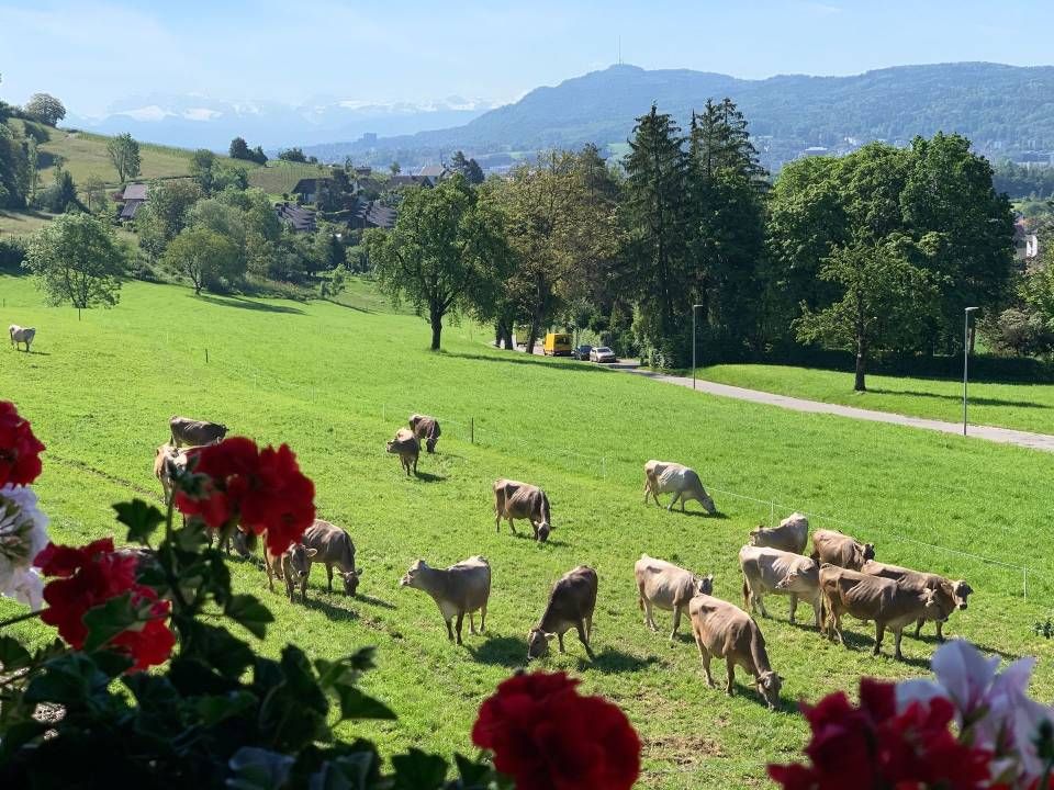 Kühe grasen an einem grünen Hang bei sonnigen Landschaft, im Vordergrund rote Blumen, im Hintergrund Bäume und ein Berg.
