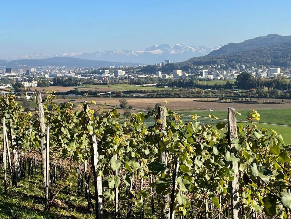 Weinberg im Vordergrund, Stadt und Berge in der Ferne unter blauem Himmel.