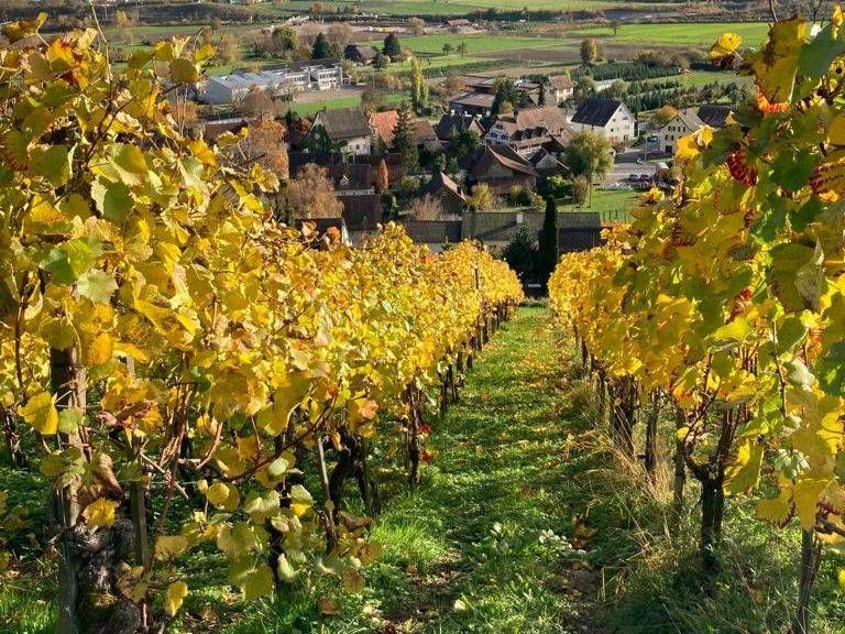 Weinberg mit goldenen Blättern und Blick auf ein Dorf.