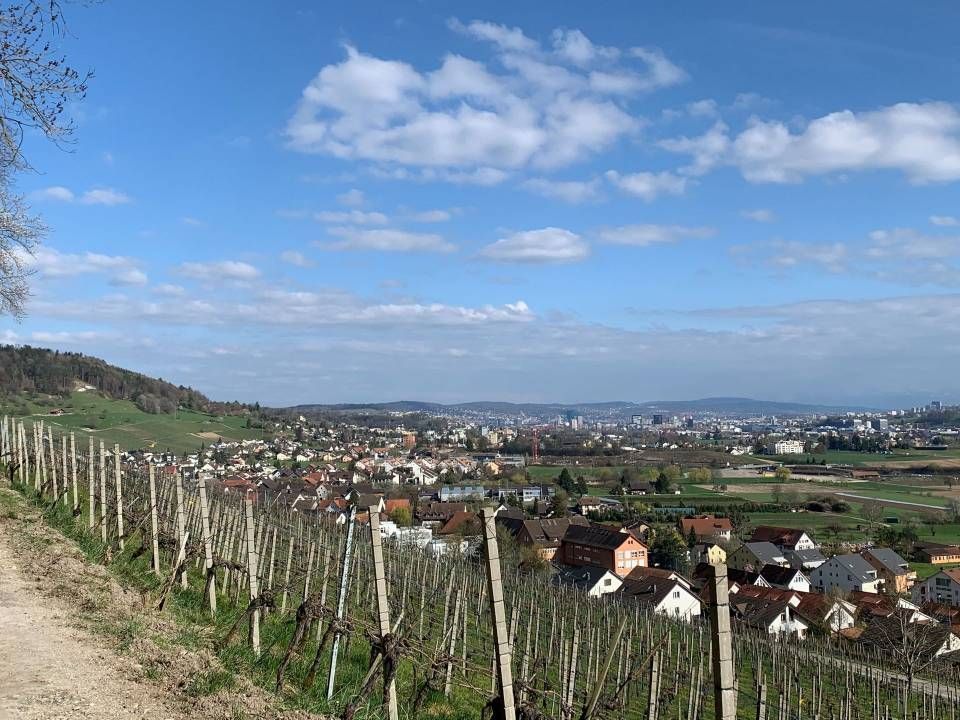 Die Weinberge führen zu einer Stadt unter blauem Himmel mit flauschigen Wolken.