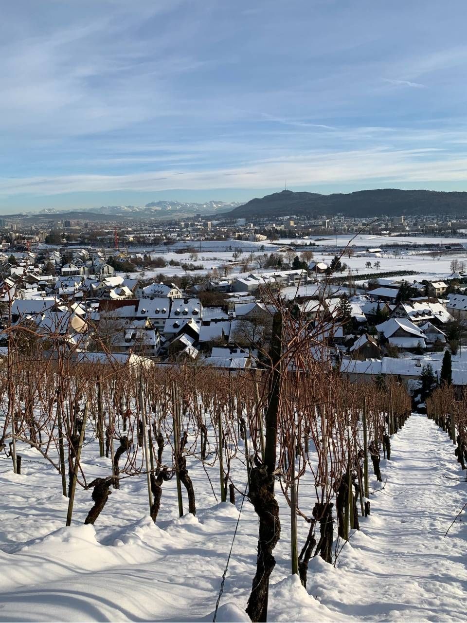 Ein schneebedeckter Weinberg mit Blick auf eine Stadt an einem hellen Wintertag.