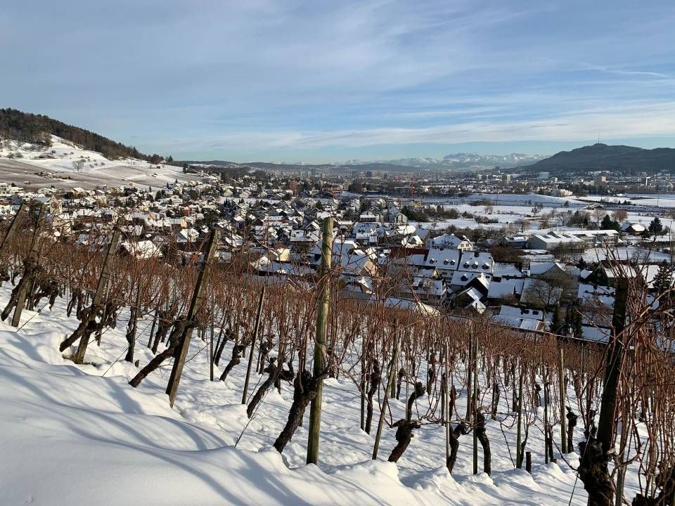 Verschneiter Weinberg mit Blick auf eine Stadt an einem strahlend sonnigen Tag. Braune Reben, weisser Schnee, blauer Himmel.