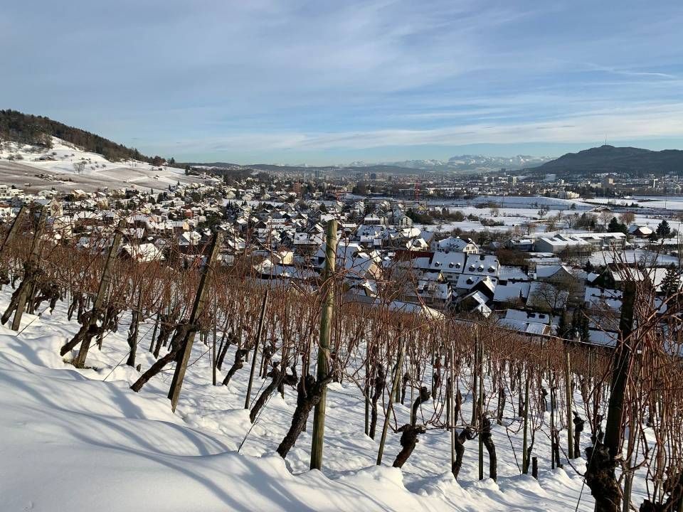 Ein schneebedeckter Weinberg im Winter mit Blick auf eine Stadt. Braune Reben, weisser Schnee, blauer Himmel.