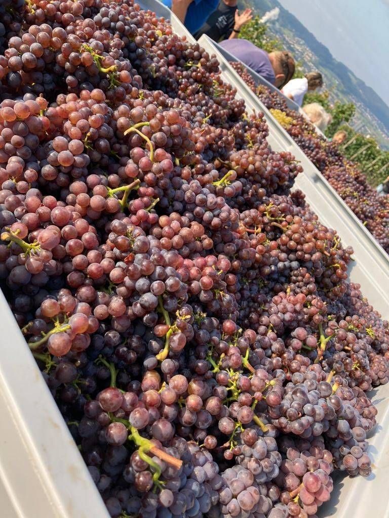 Überquellender Behälter mit geernteten violetten Trauben, möglicherweise zur Weinherstellung.
