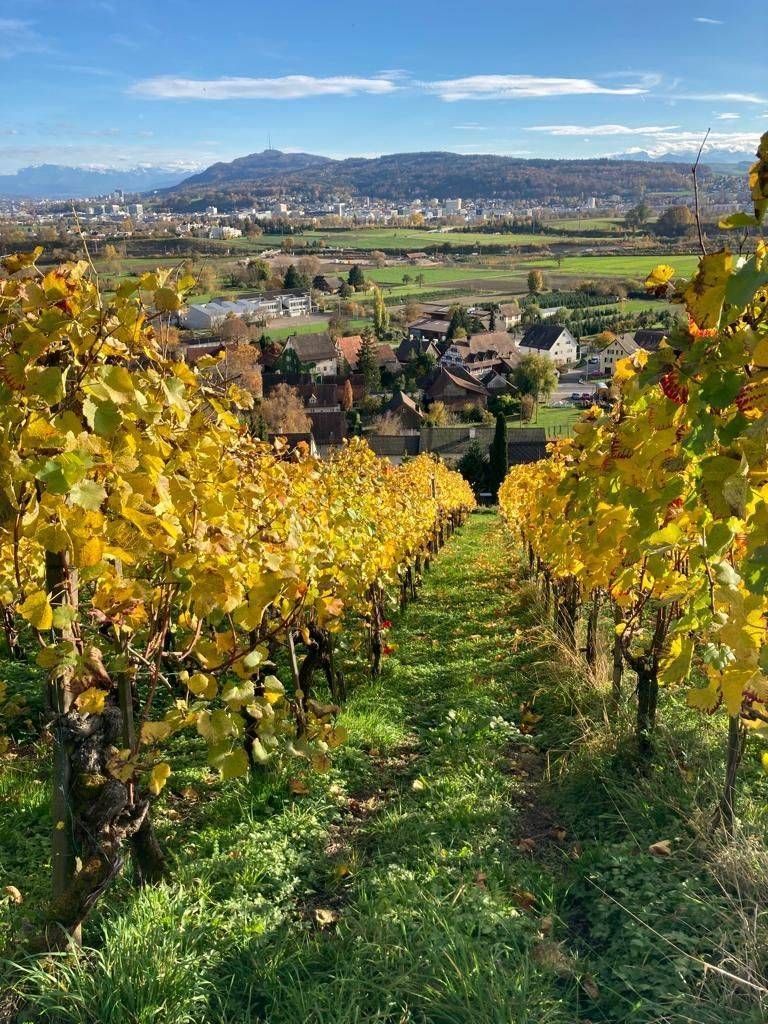 Weinrebenreihen mit goldenen Blättern, ein Dorf in der Ferne, blauer Himmel.
