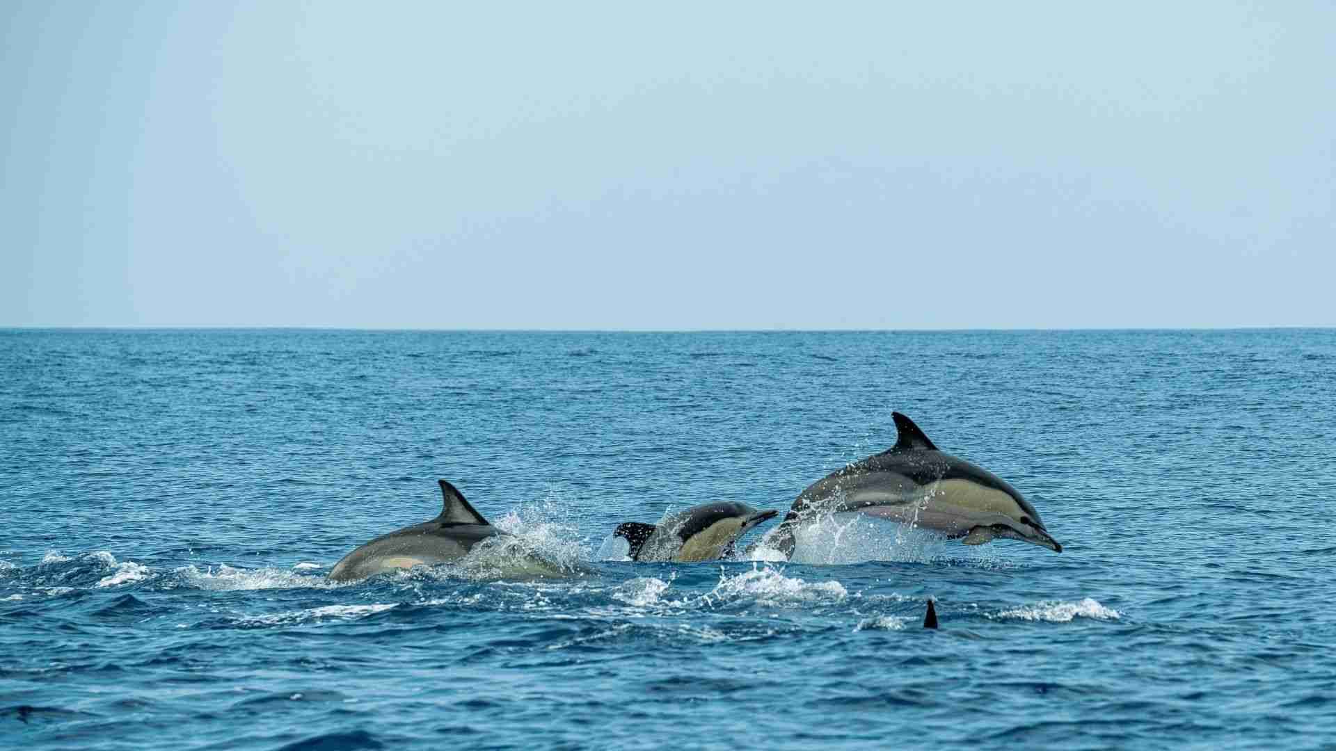 Delfines saltando del agua azul del océano bajo un cielo despejado.
