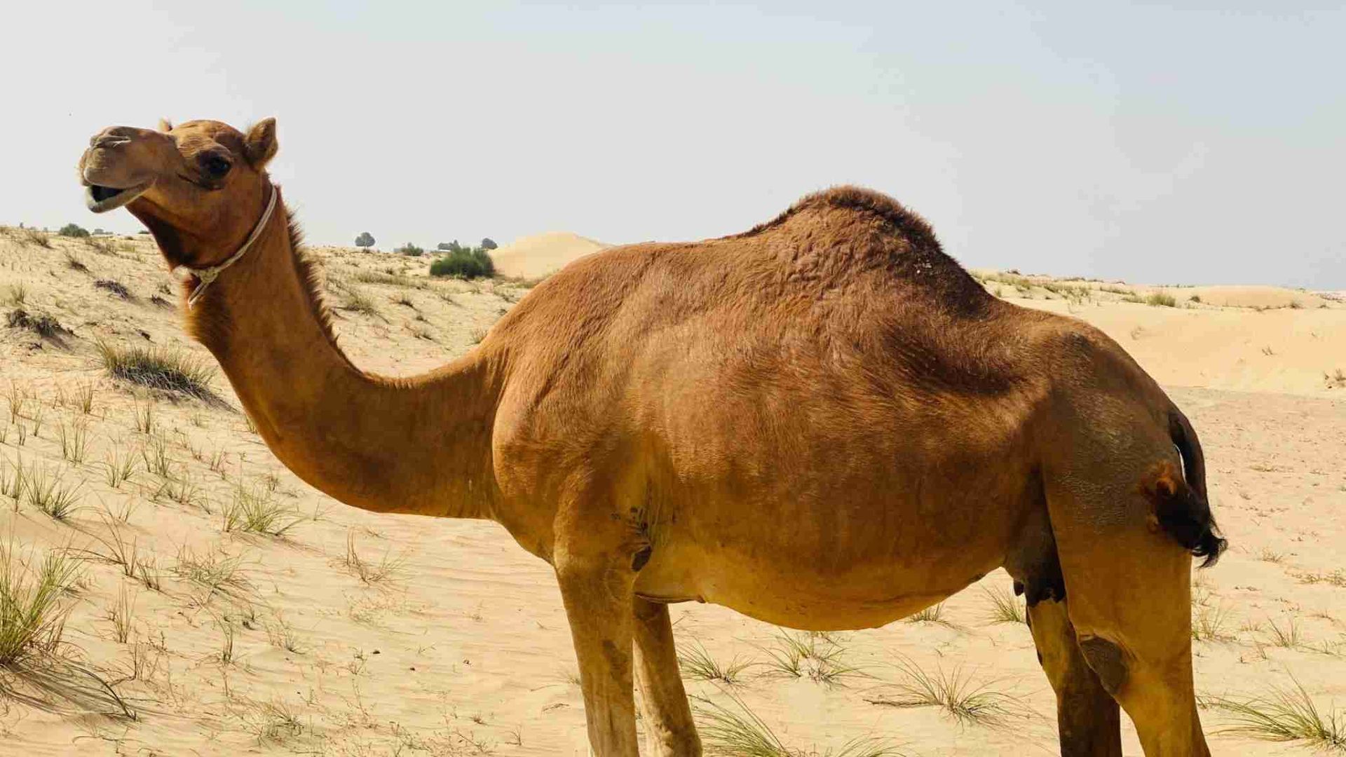 Camello de pie en un desierto arenoso, mirando hacia un lado con una cuerda alrededor de su cuello.