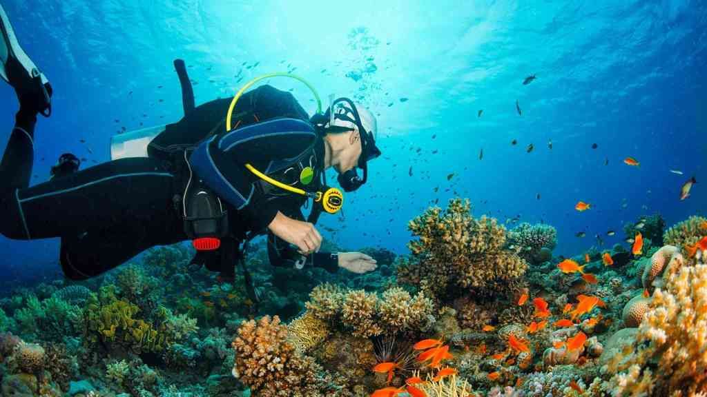 Un buceador examina un arrecife de coral y observa peces coloridos en aguas cristalinas y azules.
