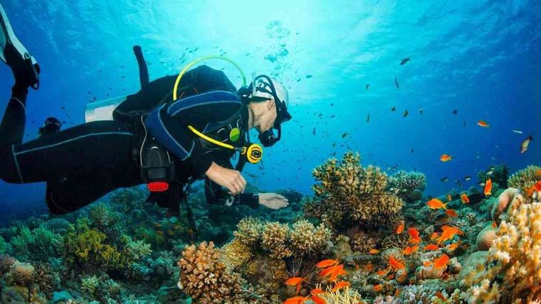 Un buceador nada sobre un colorido arrecife de coral en aguas cristalinas de color azul.