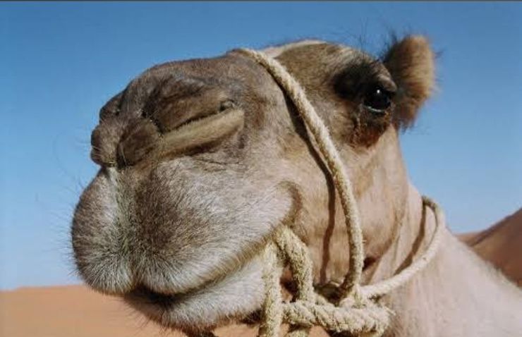 Primer plano del rostro de un camello con un cabestro de cuerda sobre un fondo de cielo azul y desierto.