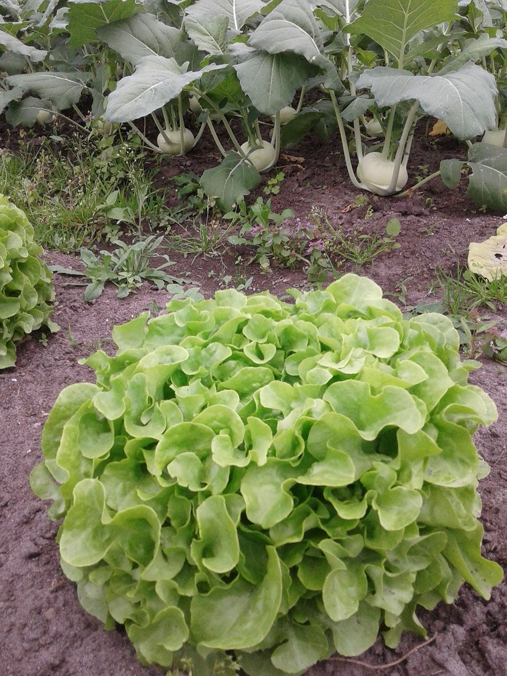 In einem Garten wächst in der Erde ein Bund Salat.