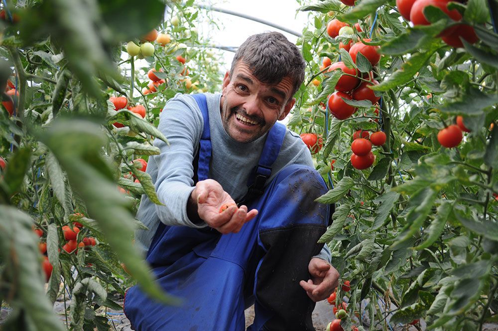 Ein Mann kniet in einem Gewächshaus und pflückt Tomaten.