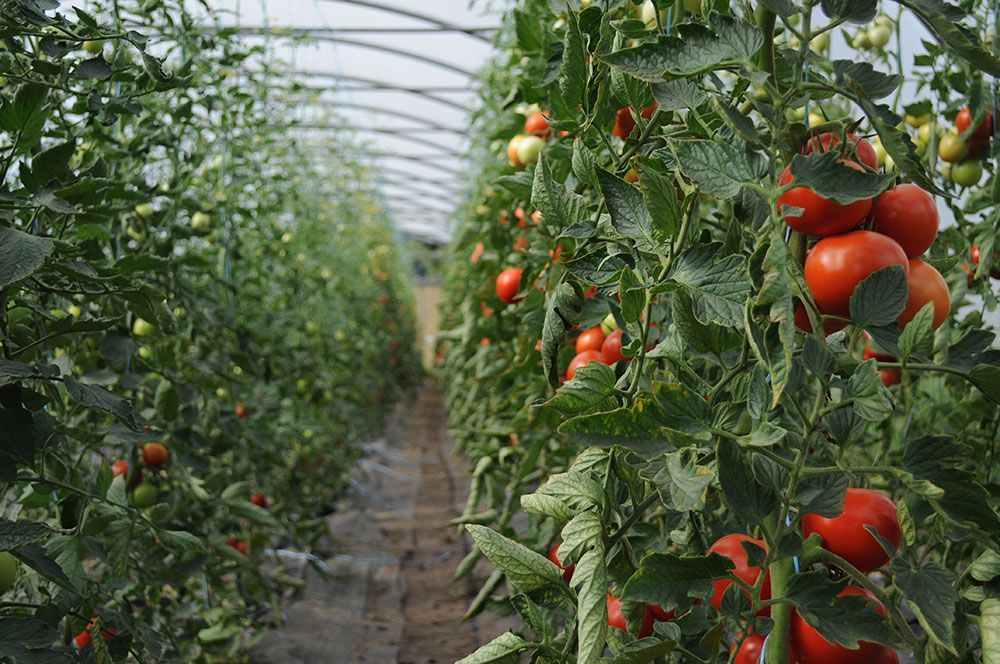 Eine Reihe von Tomatenpflanzen, die in einem Gewächshaus wachsen.