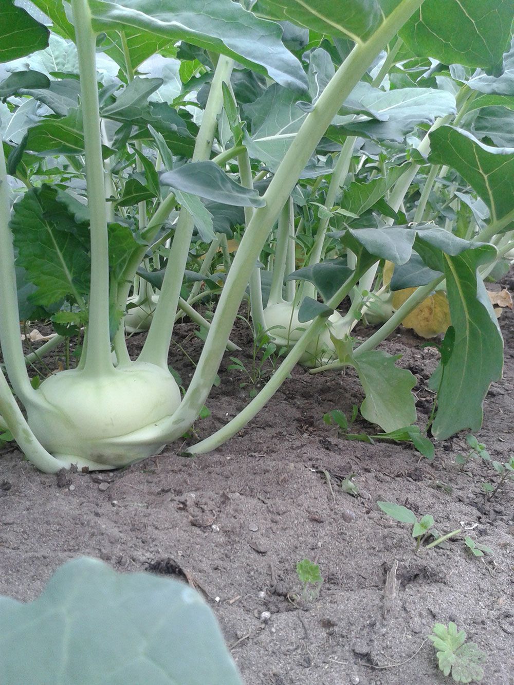 In einem Garten wachsen ein paar Kohlpflanzen in der Erde.