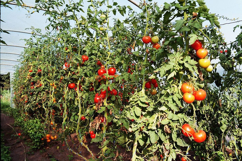 Ein Haufen Tomaten, die an einer Rebe in einem Gewächshaus wachsen