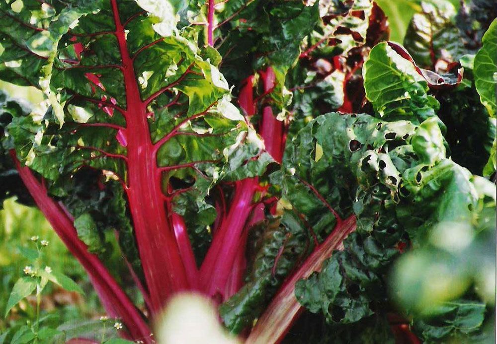 Eine Nahaufnahme einer Pflanze mit roten Stielen und grünen Blättern