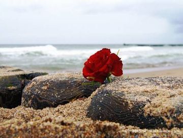 Aufnahme am Meer. Eine Rose steckt zwischen Steinen.