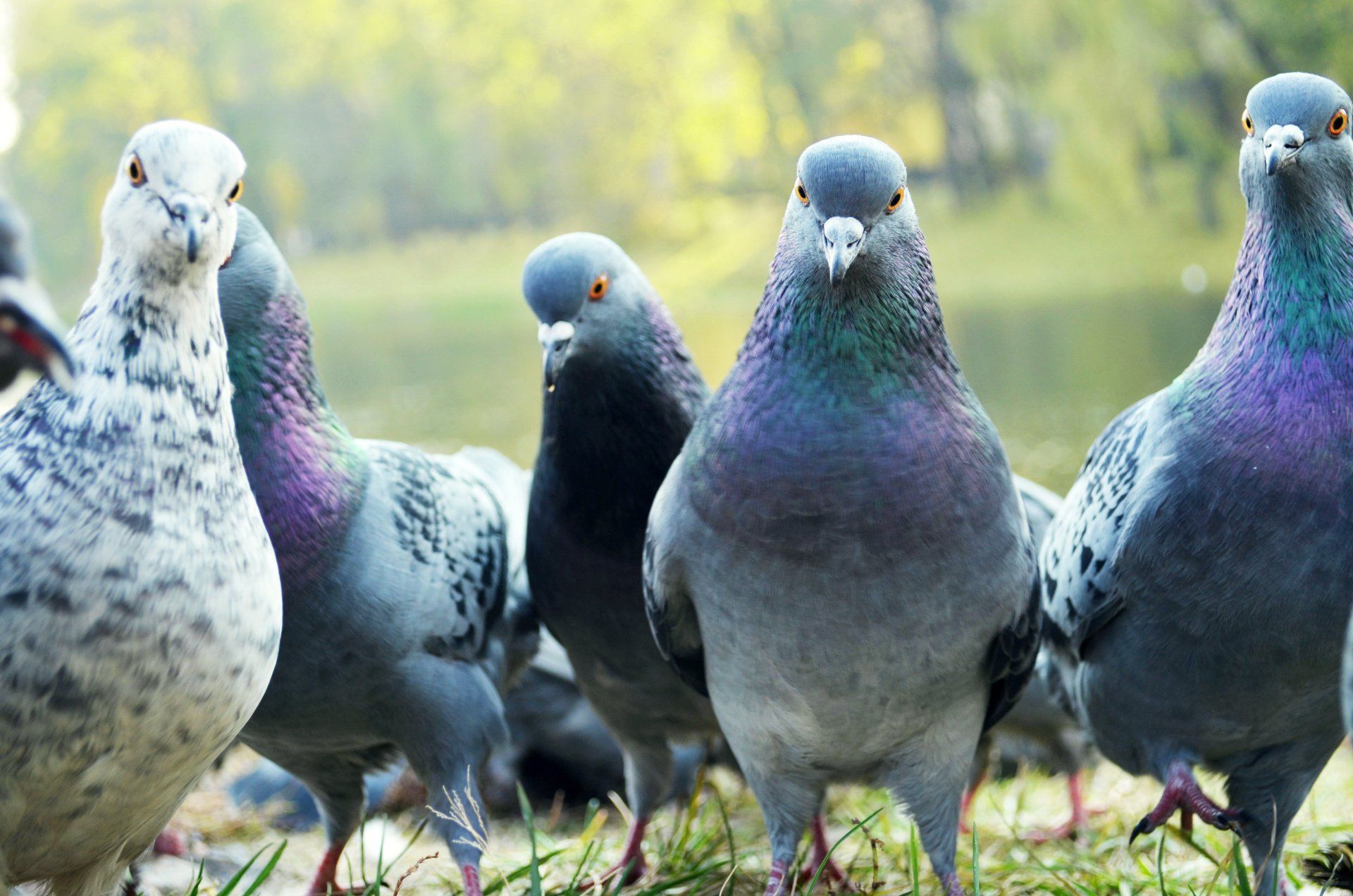 Des pigeons