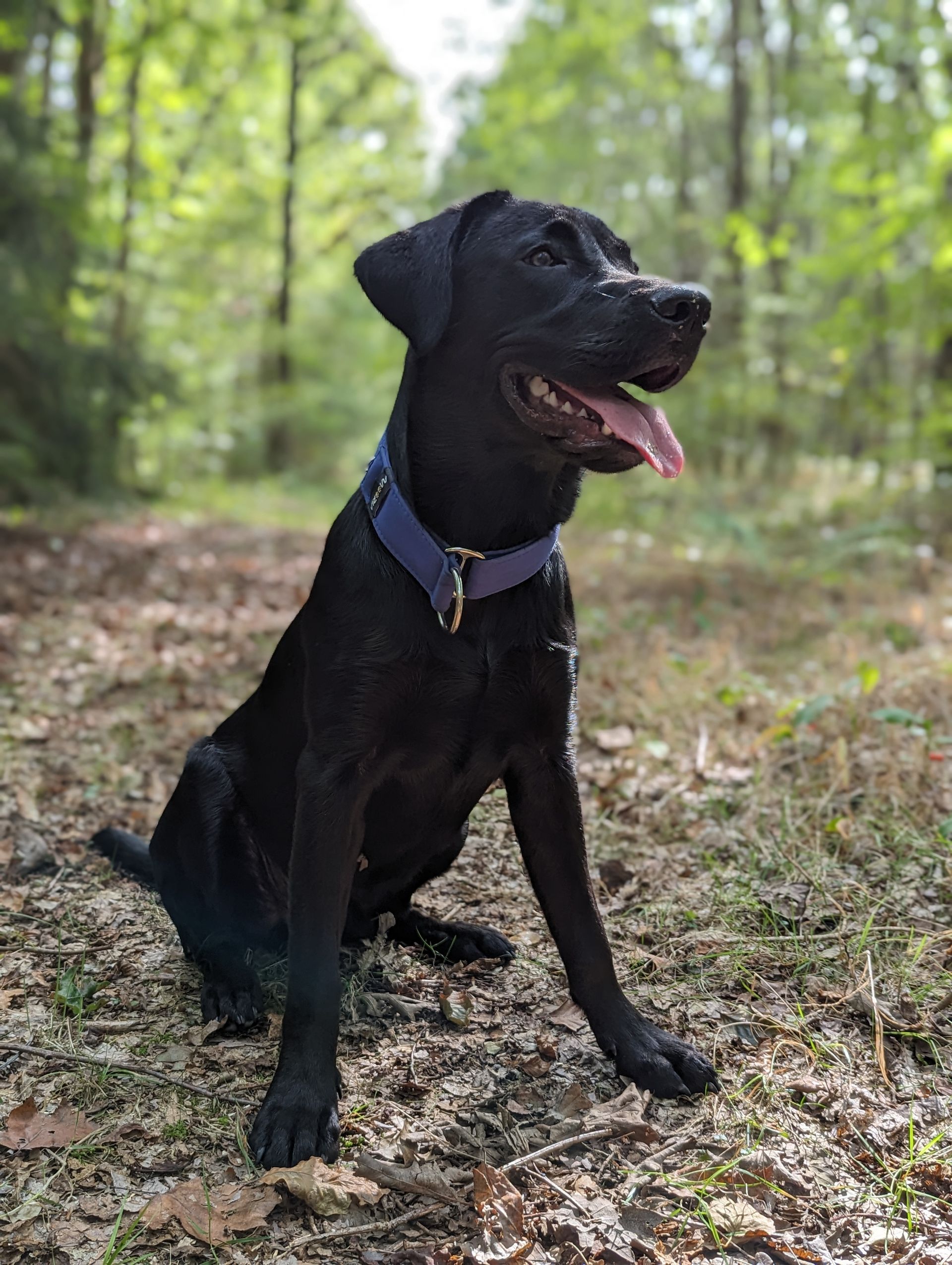 Schwarzer Labrador im Wald