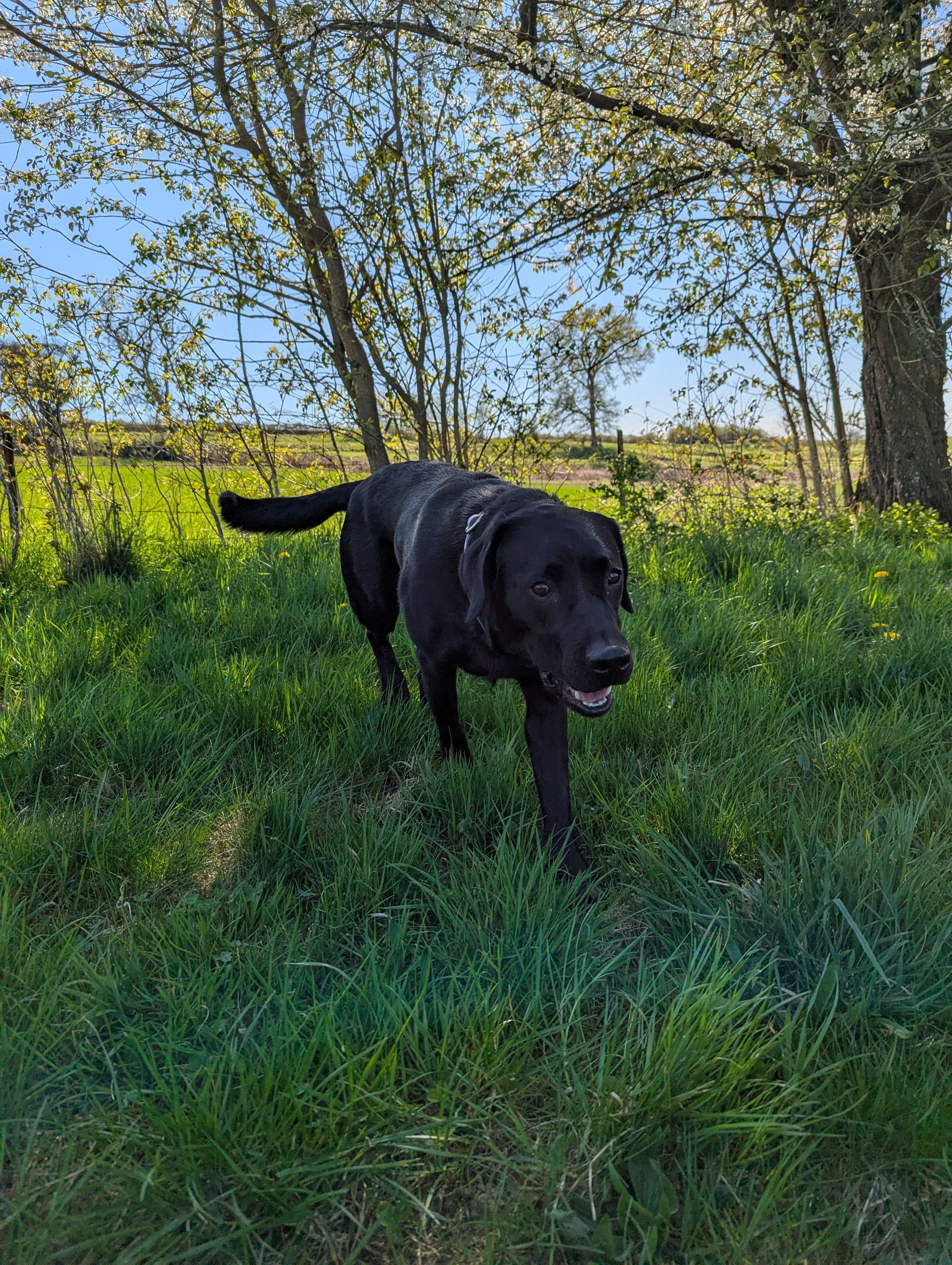 Schwarzer Labrador auf einer Wiese
