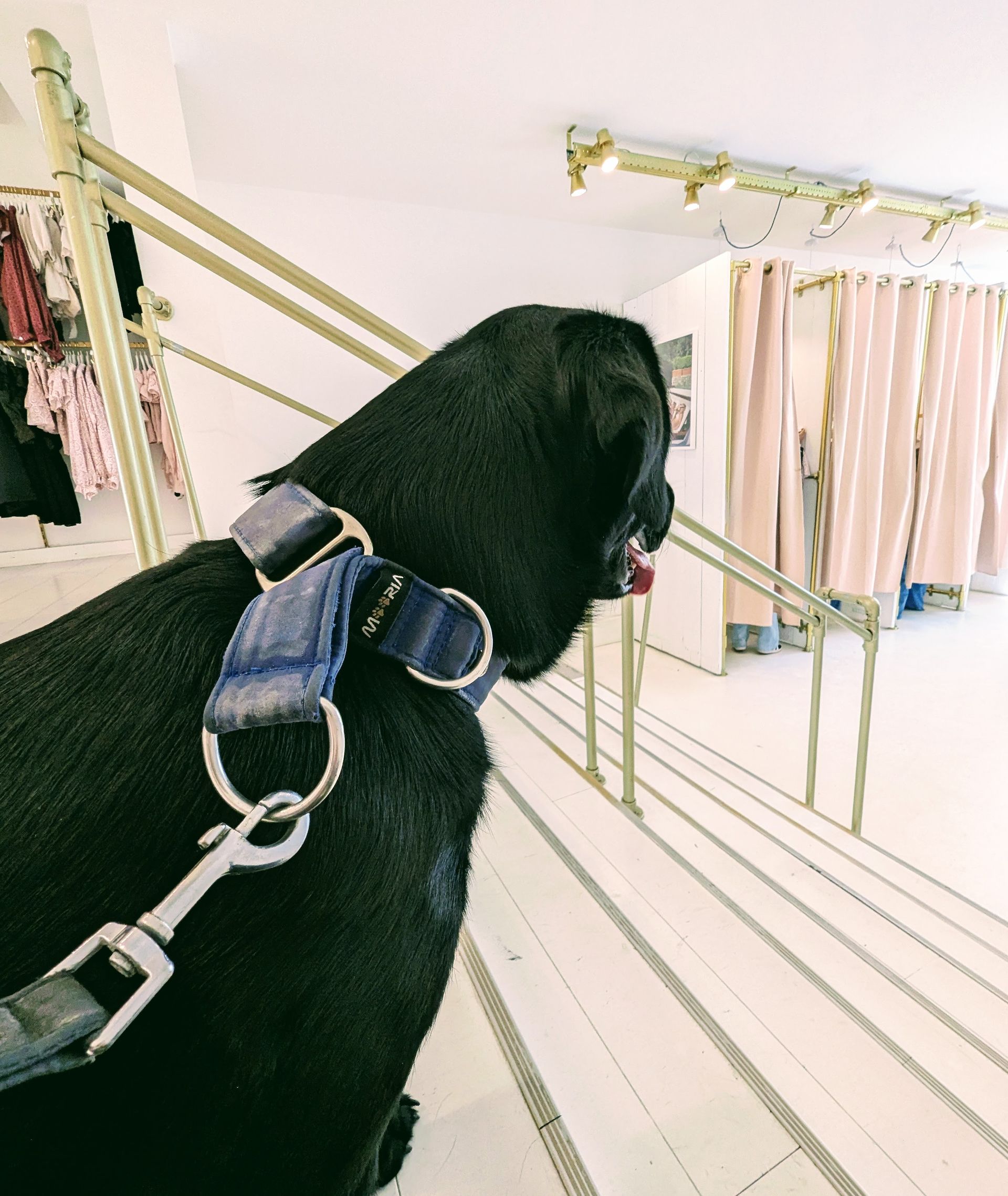 Schwarzer Hund mit blauem Halsband schaut eine Treppe hinunter. Weiße Stufen und goldenes Geländer in einem Geschäft. Meet Me There.
