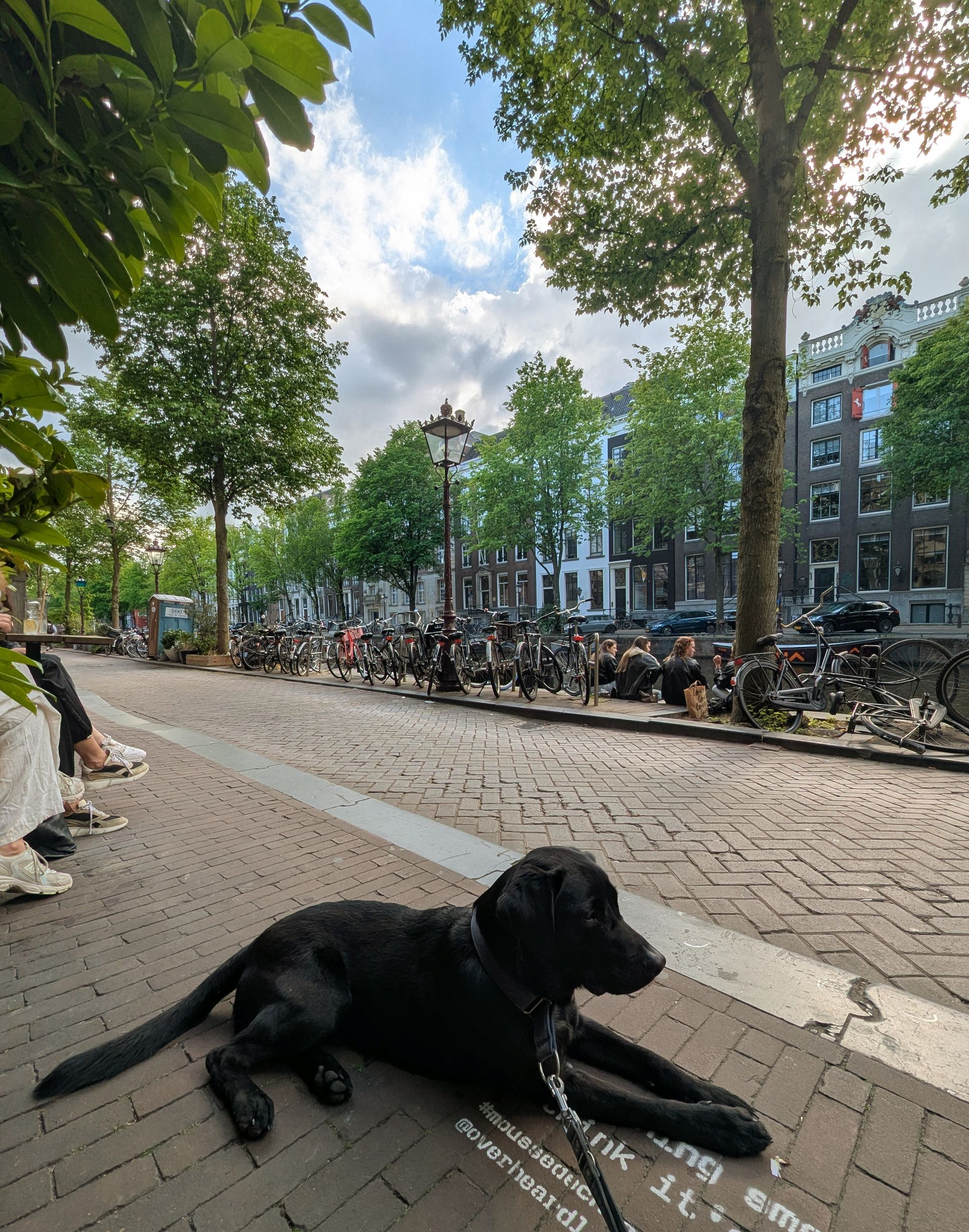 Schwarzer Hund liegt auf einem gemauerten Bürgersteig in Amsterdam, im Hintergrund sind Fahrräder und Gebäude zu sehen.