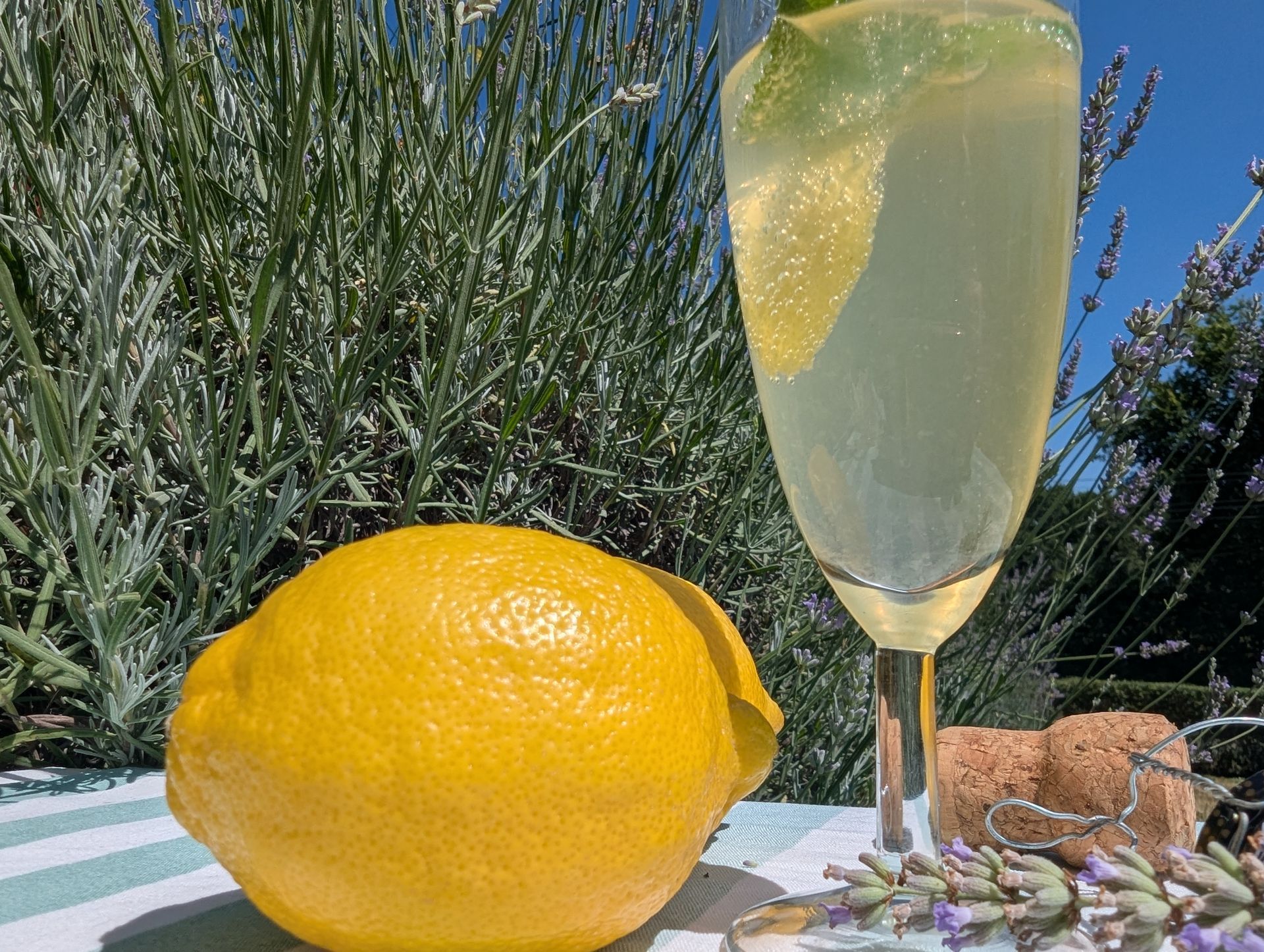 Zitrone und ein Sektglas mit Lavendel-Sprit vor einem Lavendelstrauch.