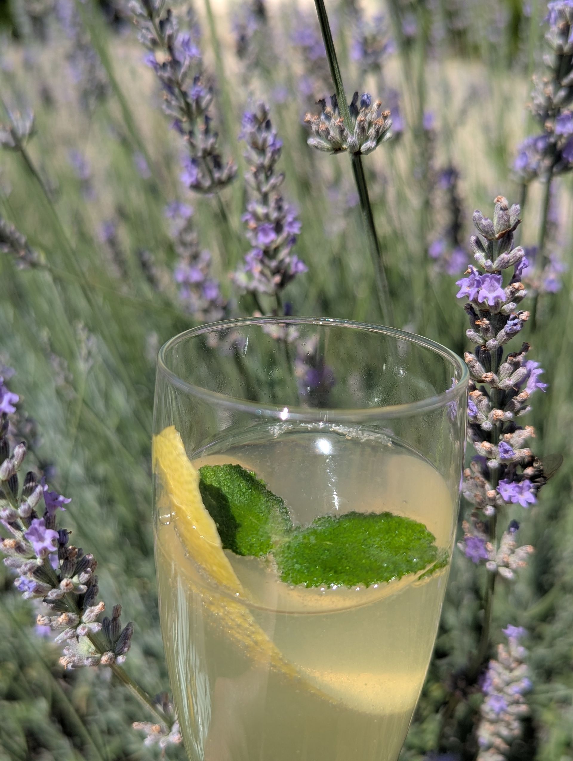 Sektglas mit Limoncello-Lavendel-Spritz vor einem Lavendelstrauch.