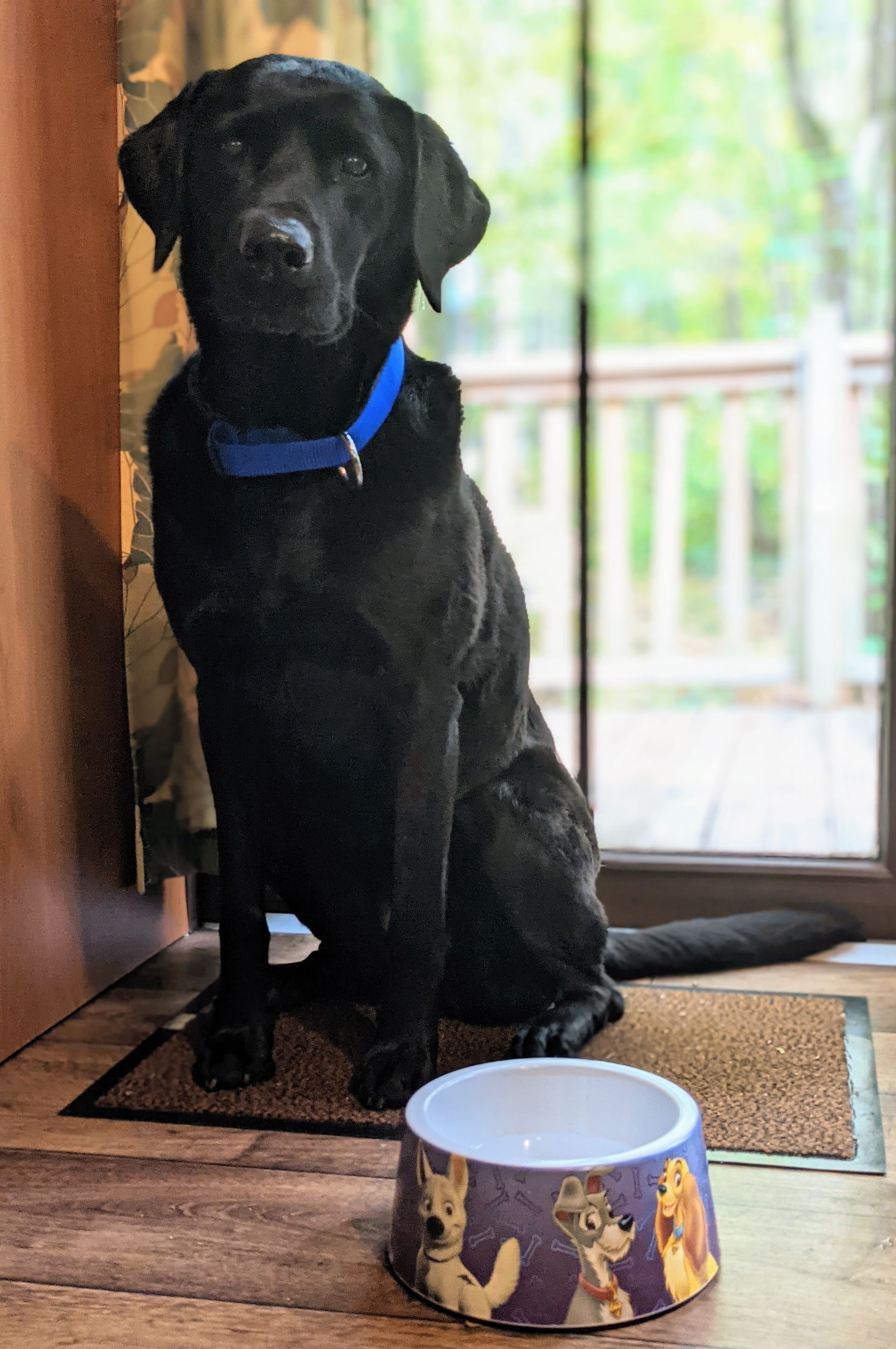 Schwarzer Labrador mit Disney Napf
