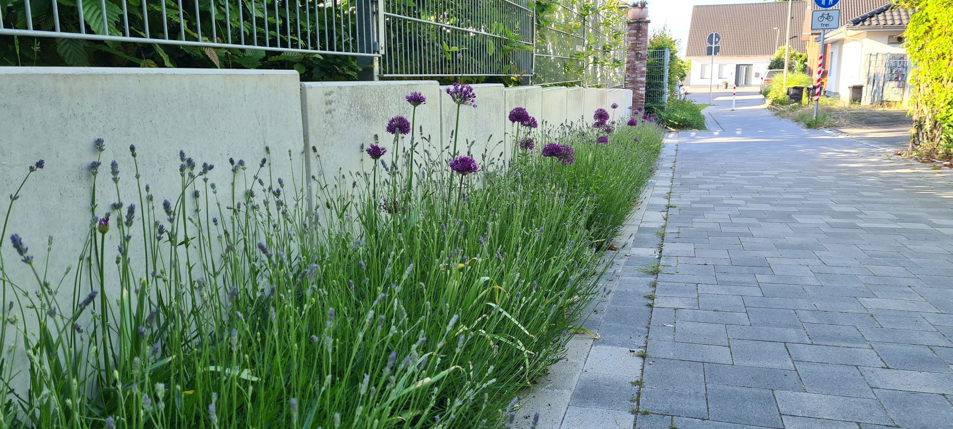 Ein Bürgersteig mit lila Blumen, die an der Seite wachsen