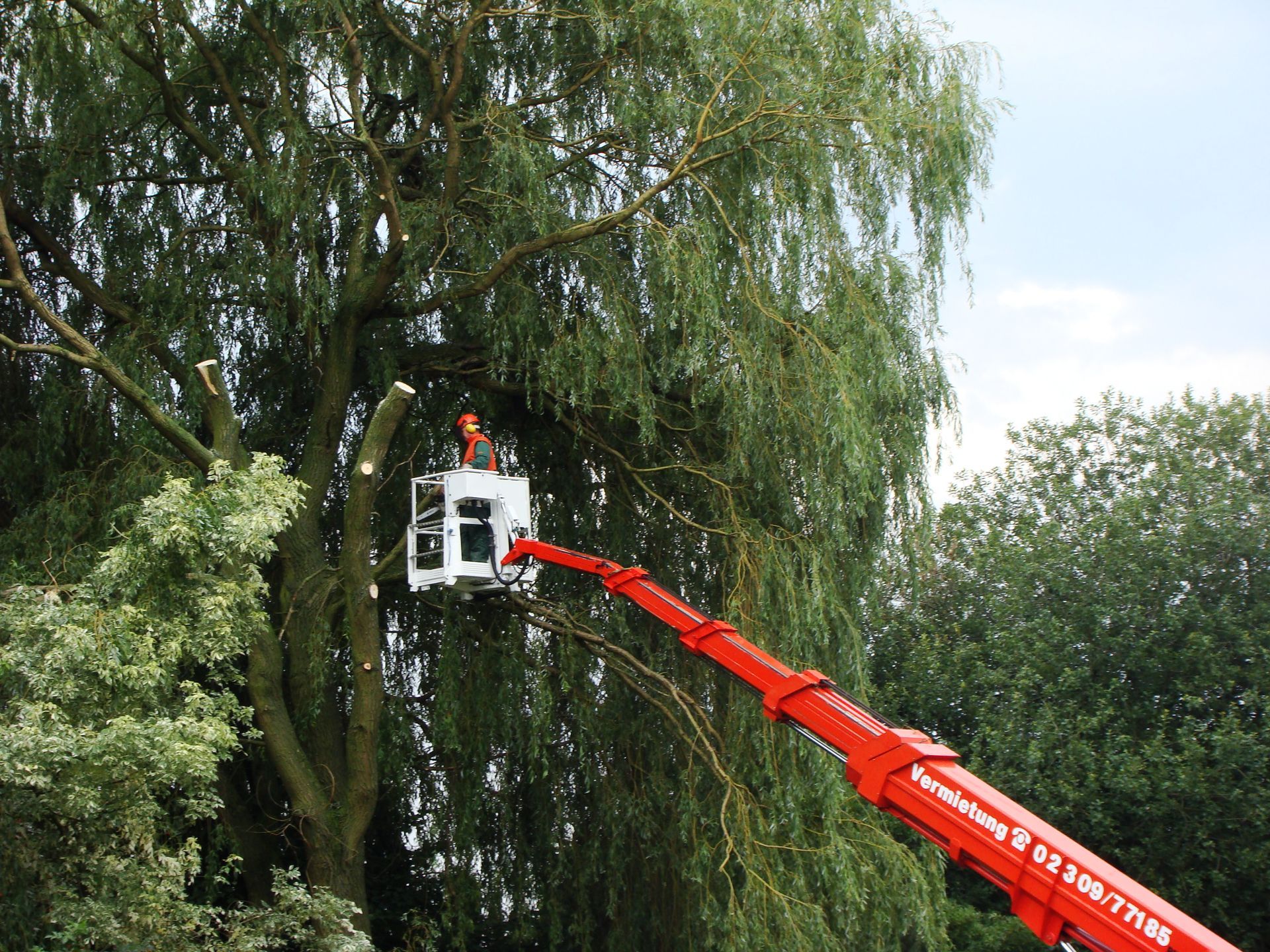 Ein Mann fällt mit einem Kran einen Baum