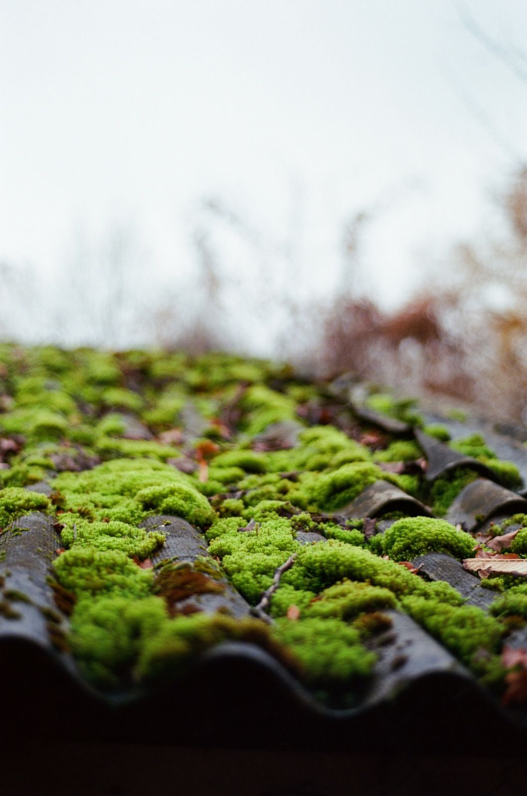 Moss-covered roof tiles with green moss and blurred background outdoors