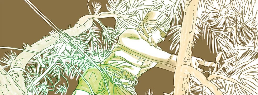 Un dessin d'un paysagiste grimpant à un arbre afin de pratiquer l'élagage