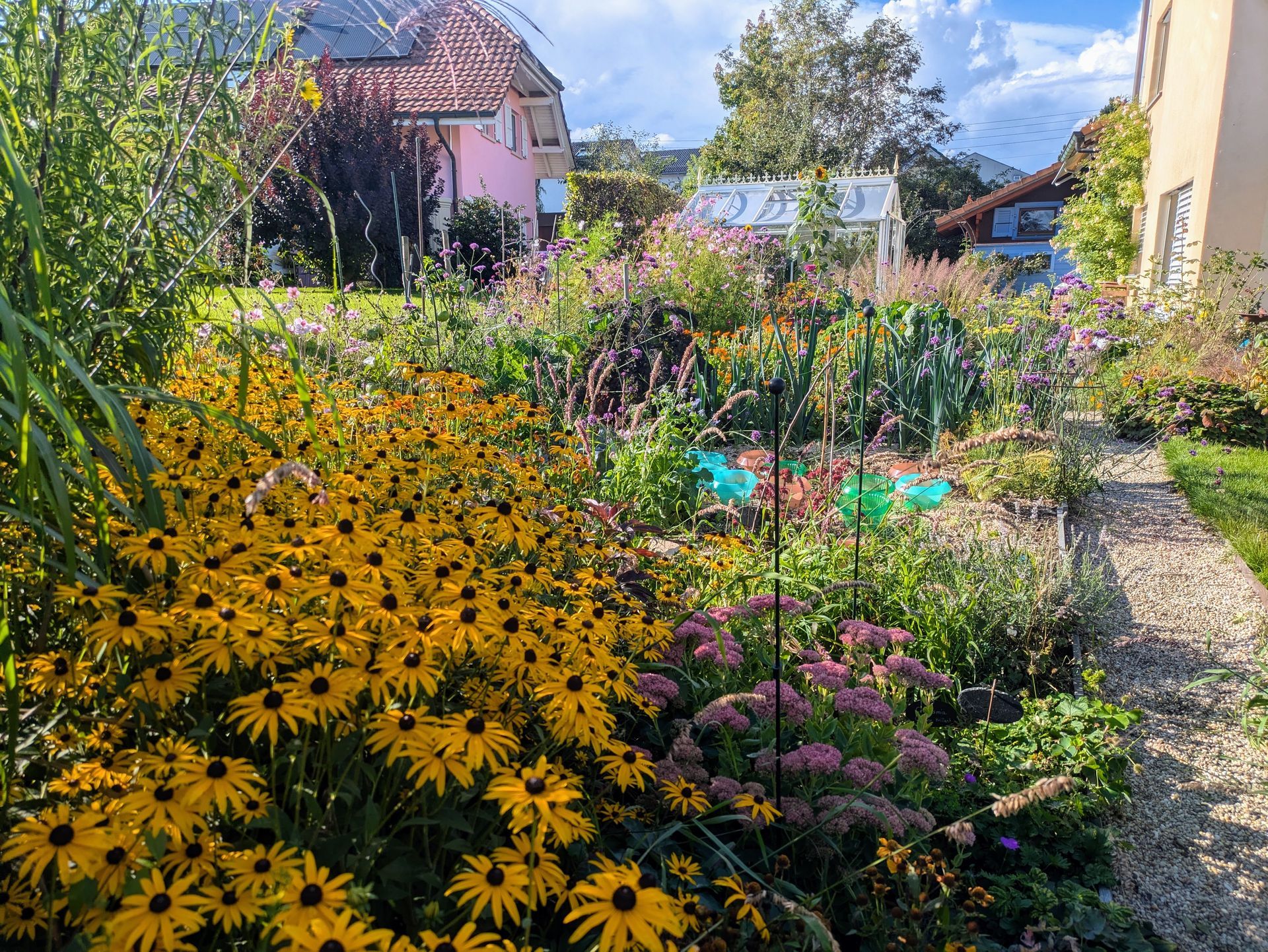 Fleurs jaunes en pleine floraison dans un jardin luxuriant ; bâtiments en arrière-plan, journée ensoleillée.