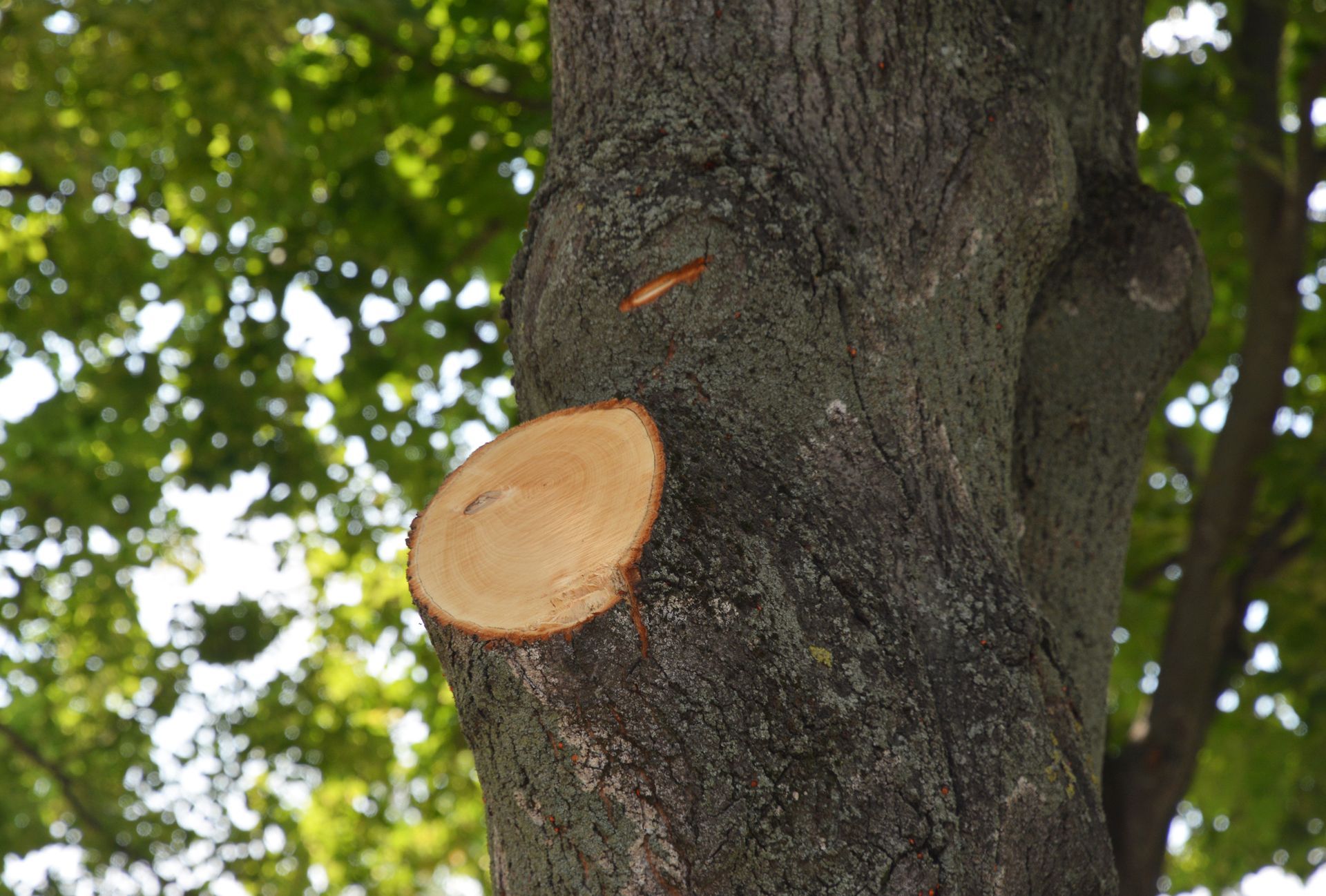 Un arbre élagué